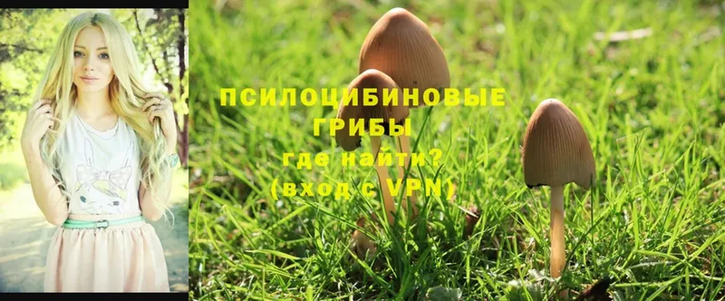 Галлюциногенные грибы Magic Shrooms  Новосибирск 